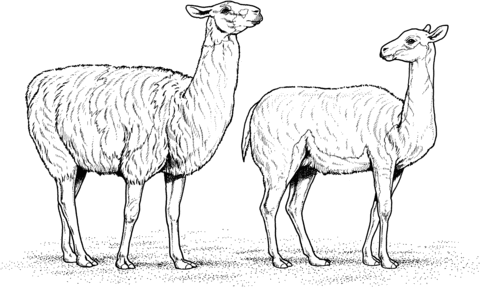 Two Alpacas Coloring Page